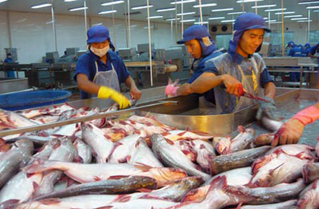  Năng lực sản xuất phát triển quá nhanh đã phá vỡ quy hoạch ngành cá tra, dẫn tới khủng hoảng.